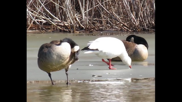 ヒメハクガン - ML646372419