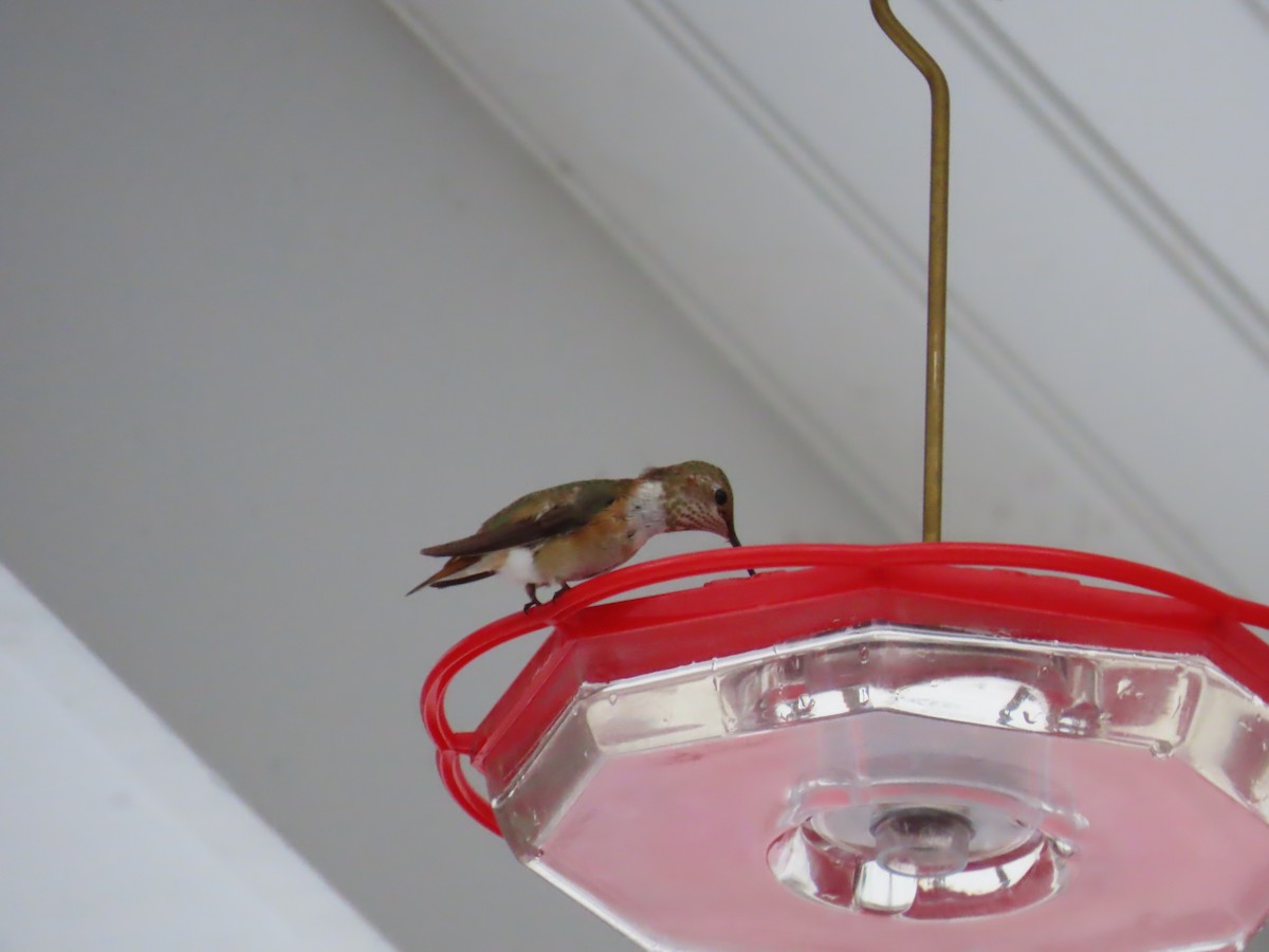 Rufous Hummingbird - ML646372420