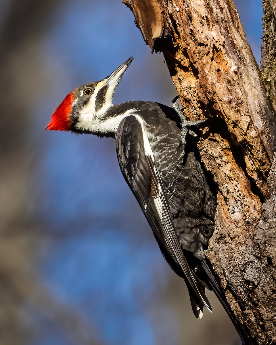 エボシクマゲラ - ML646372421