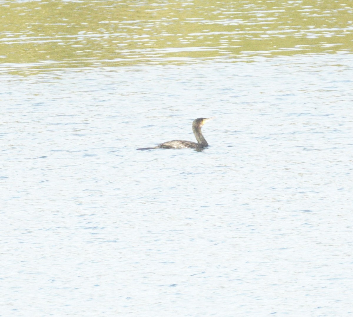 カワウ - ML646372422