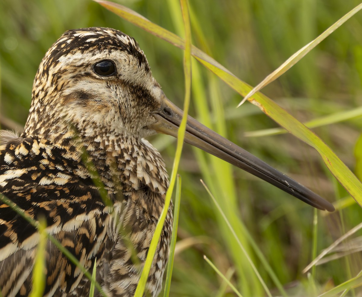 マゼランタシギ - ML646372424