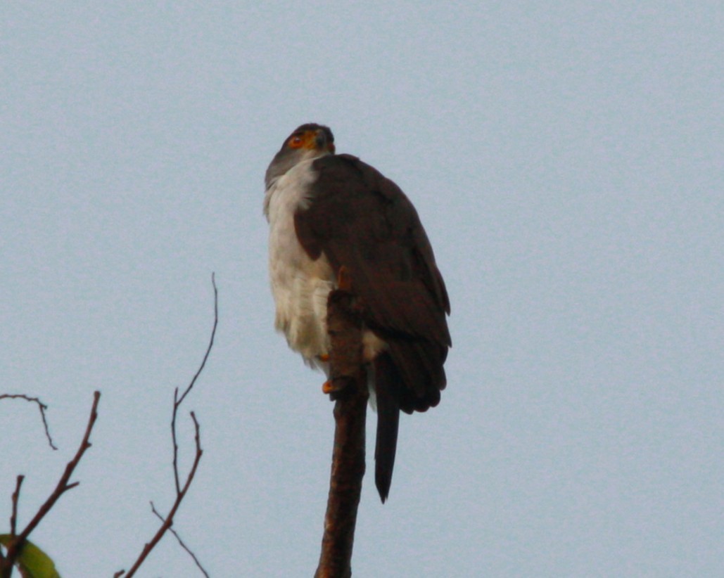 モモアカハイタカ - ML646372425