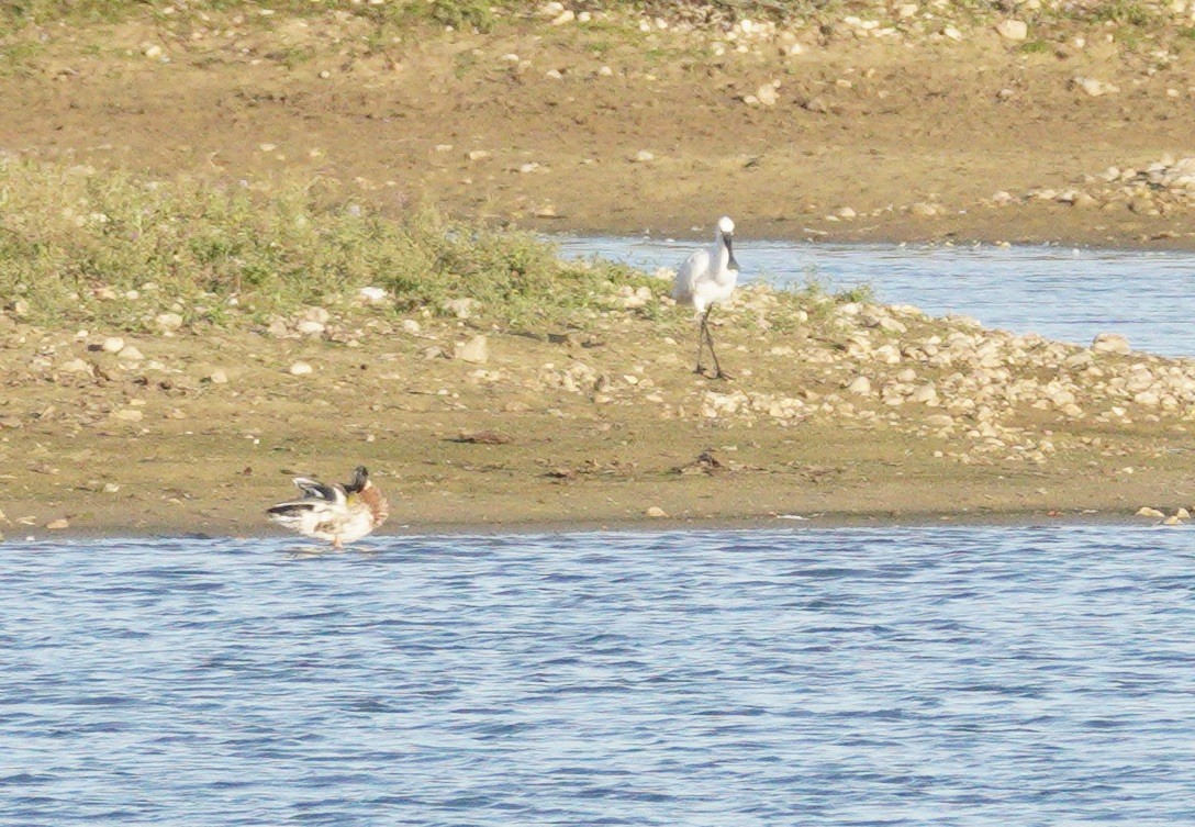 ヘラサギ - ML646372428