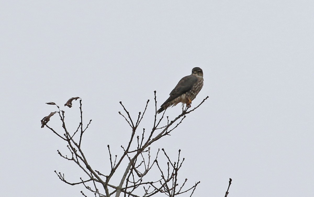 灰背隼 - ML646372430