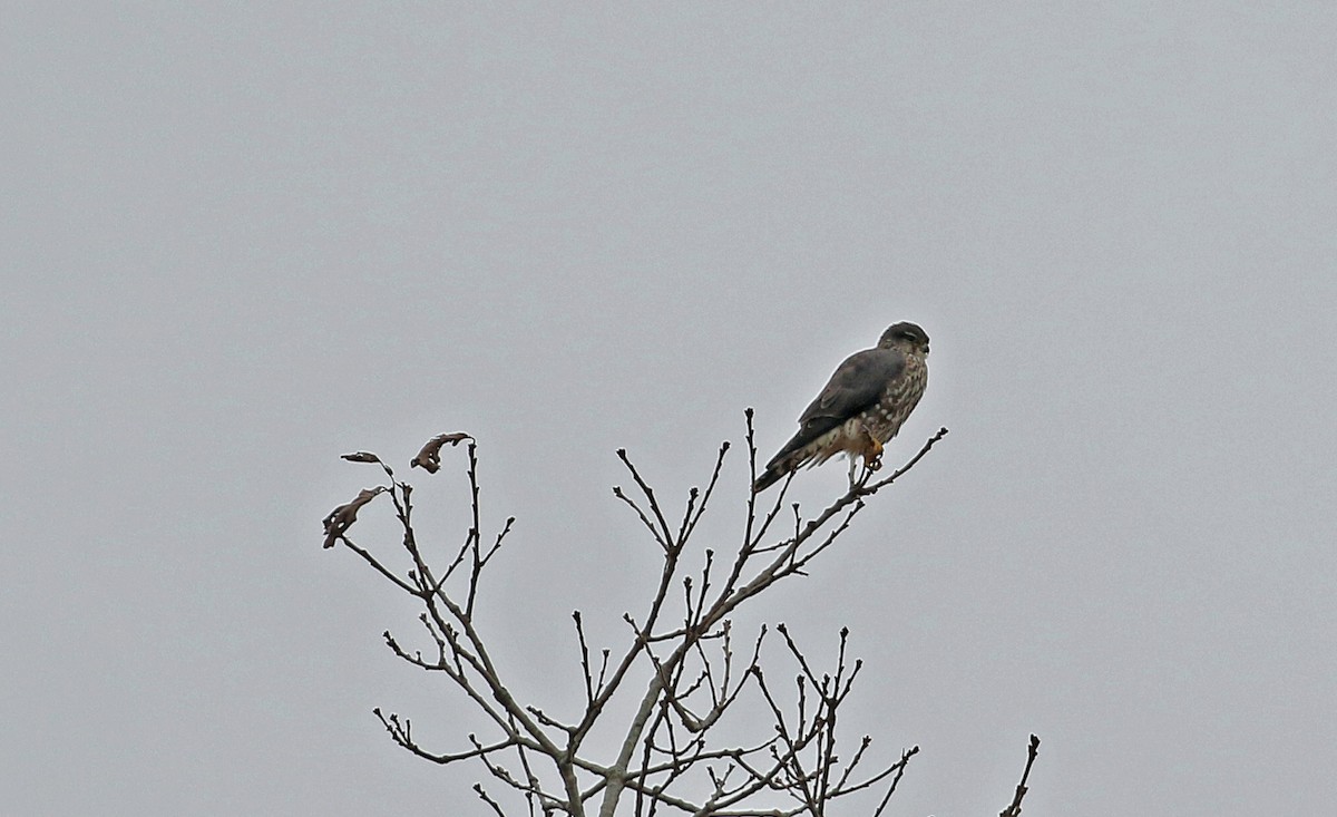 灰背隼 - ML646372431