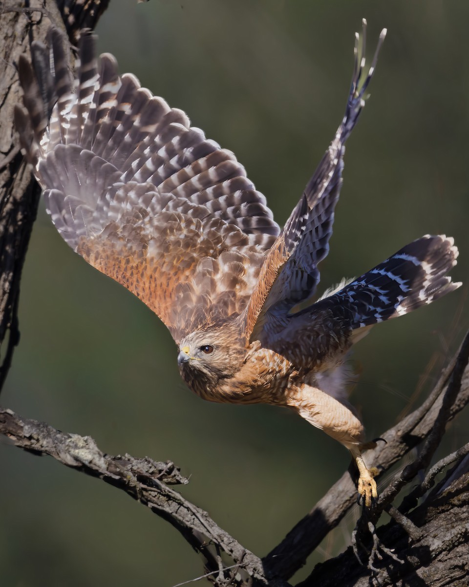 カタアカノスリ - ML646372432