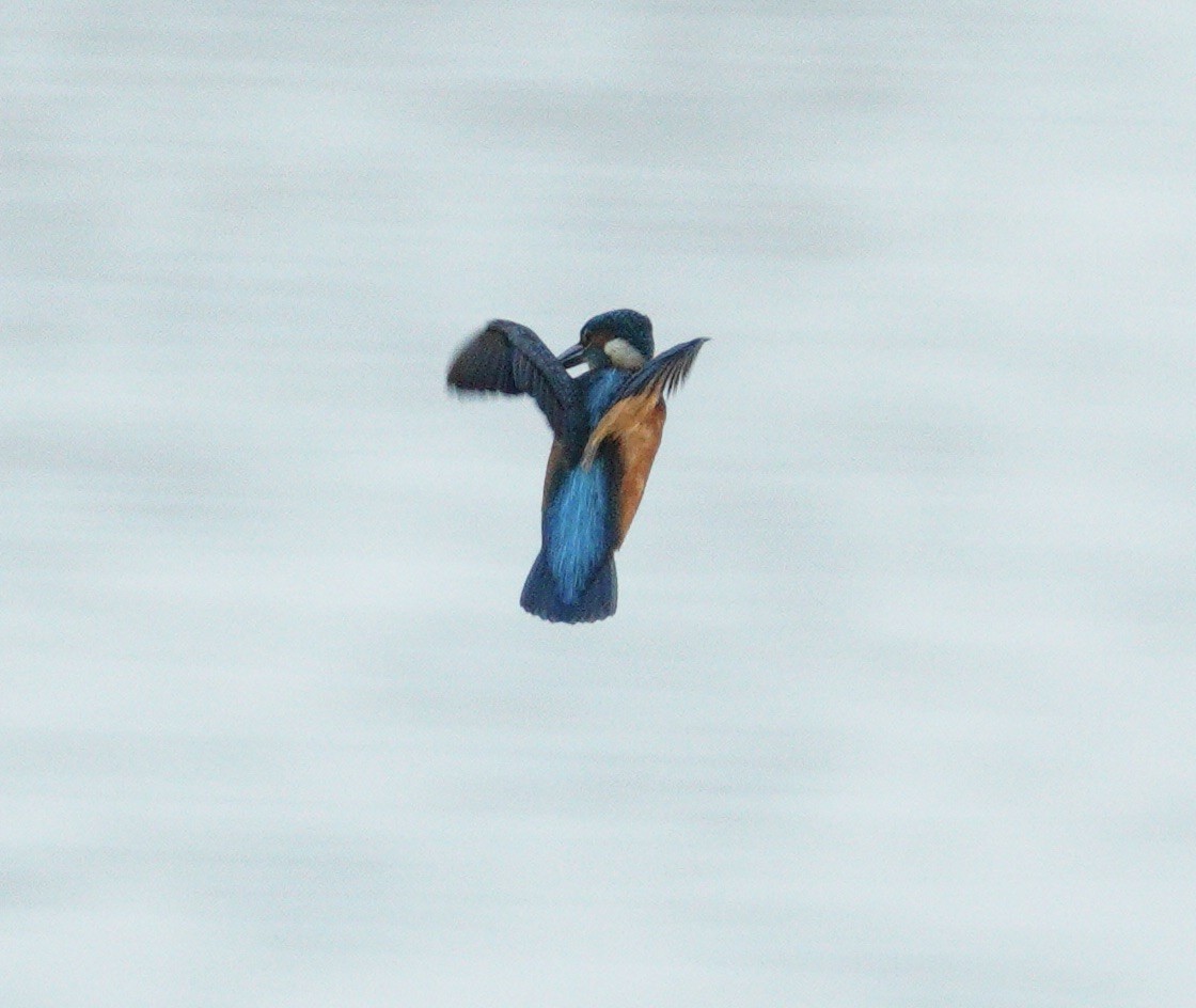 Common Kingfisher - ML646372436