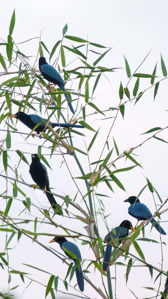 Geai du Yucatan - ML646372437