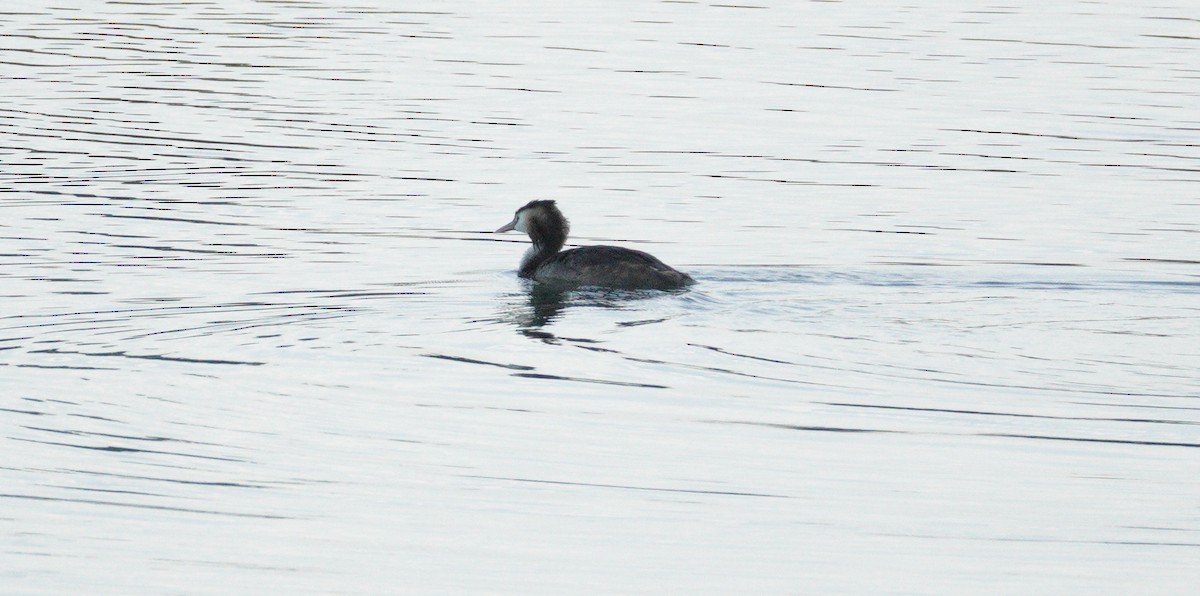 Great Crested Grebe - ML646372443
