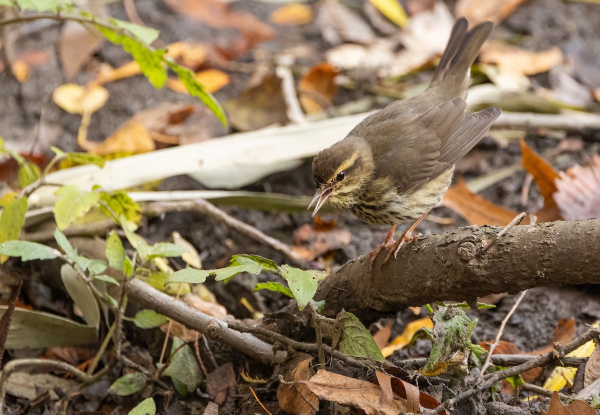 Drosselwaldsänger - ML646372445