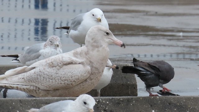 Glaucous Gull - ML646372446