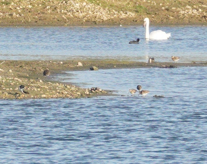 Common Snipe - ML646372448