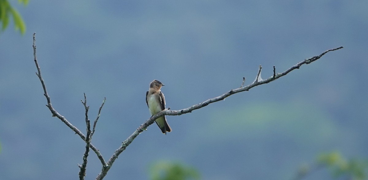 Southern Rough-winged Swallow - ML646372454