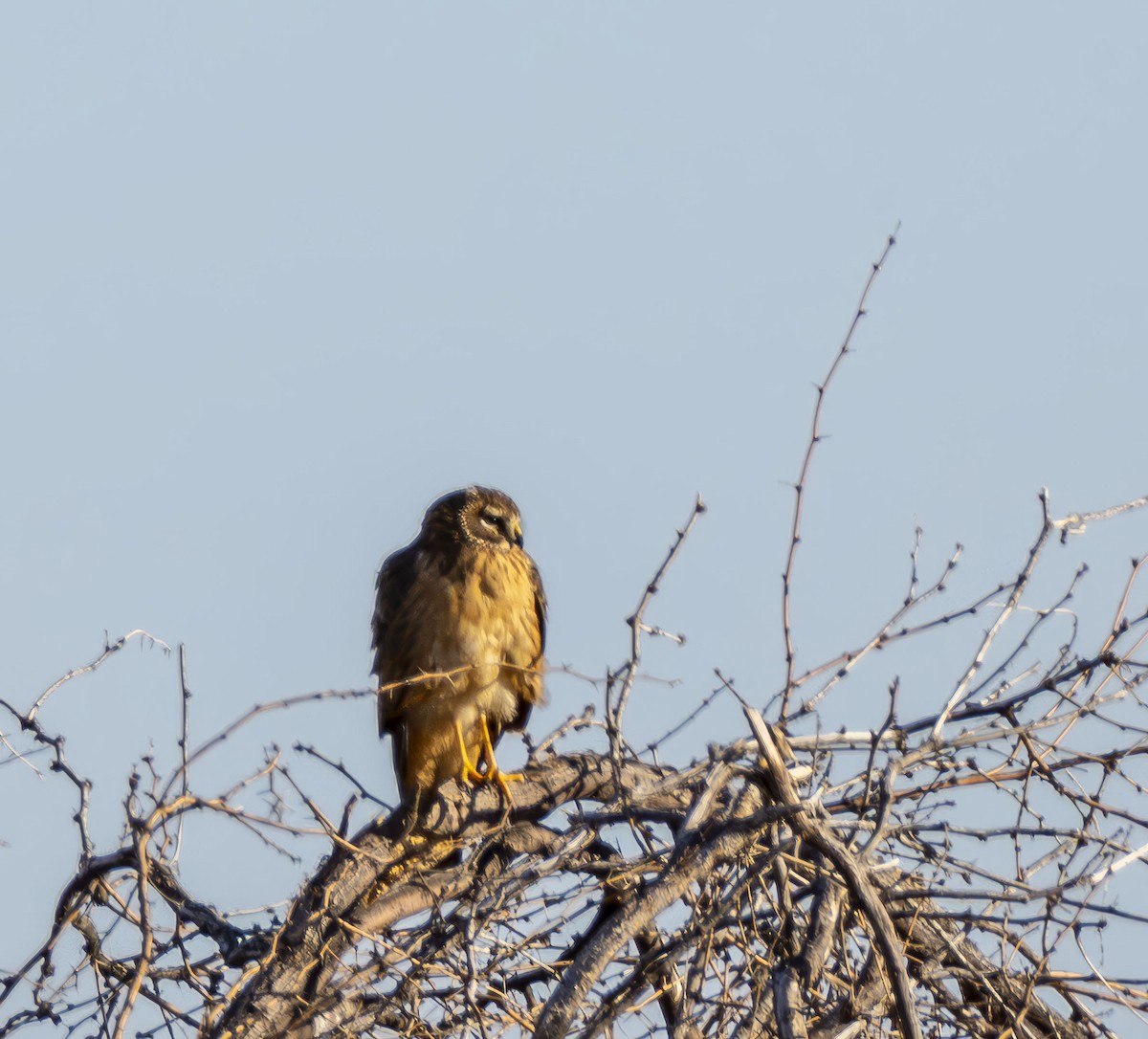 moták severoamerický - ML646372460