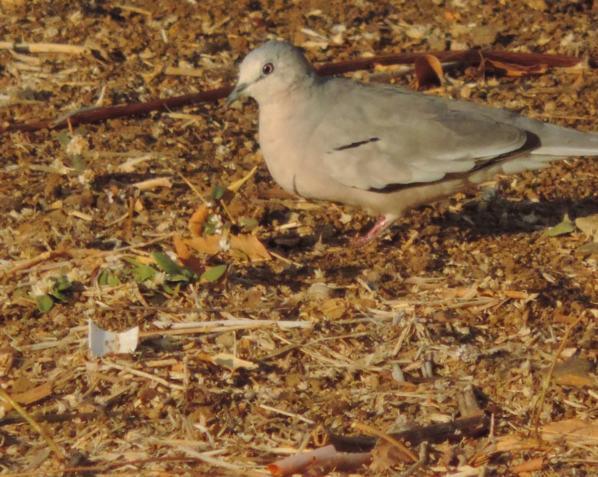 Picui Ground Dove - ML646372461