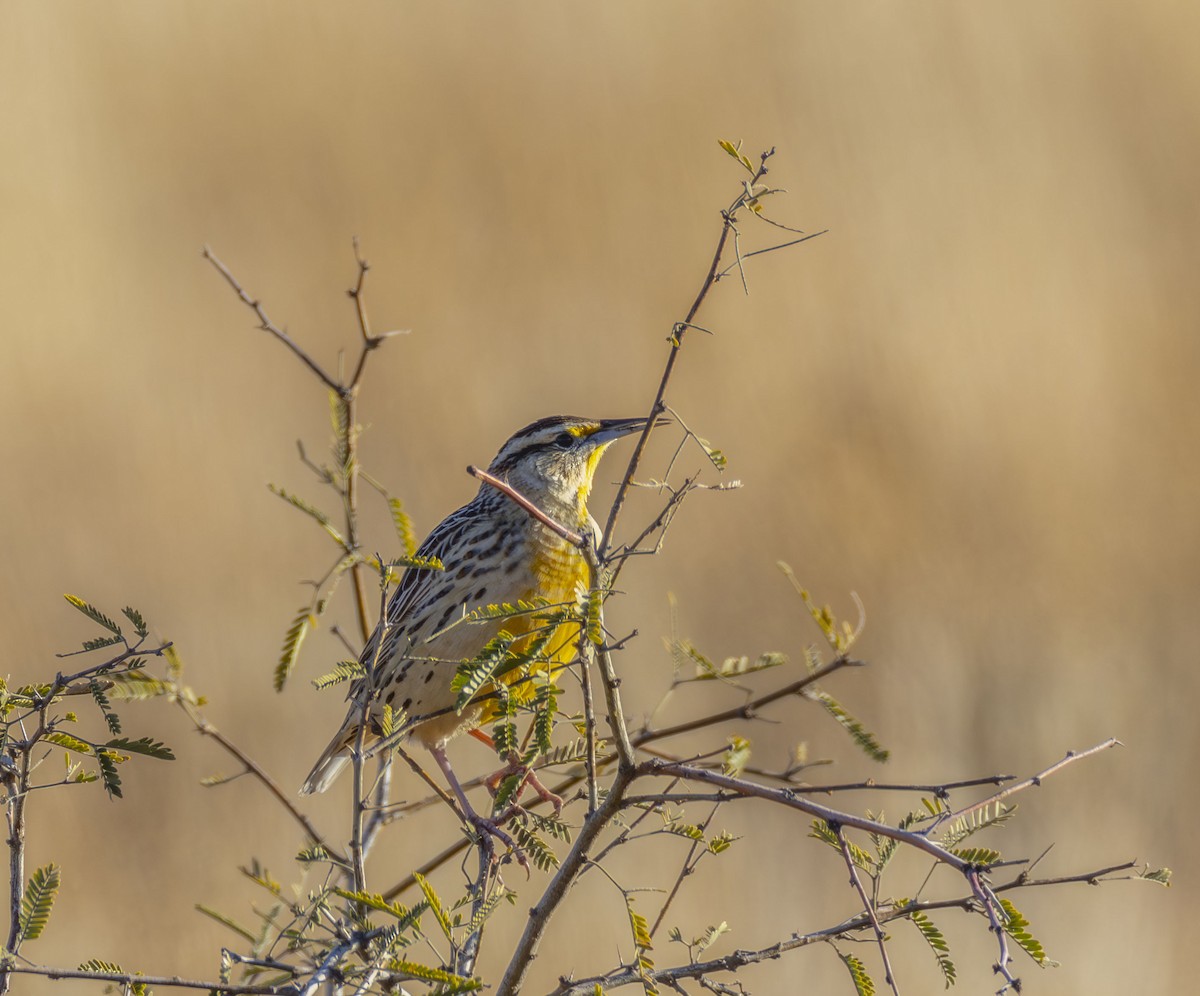 Chihuahuan Meadowlark - ML646372462