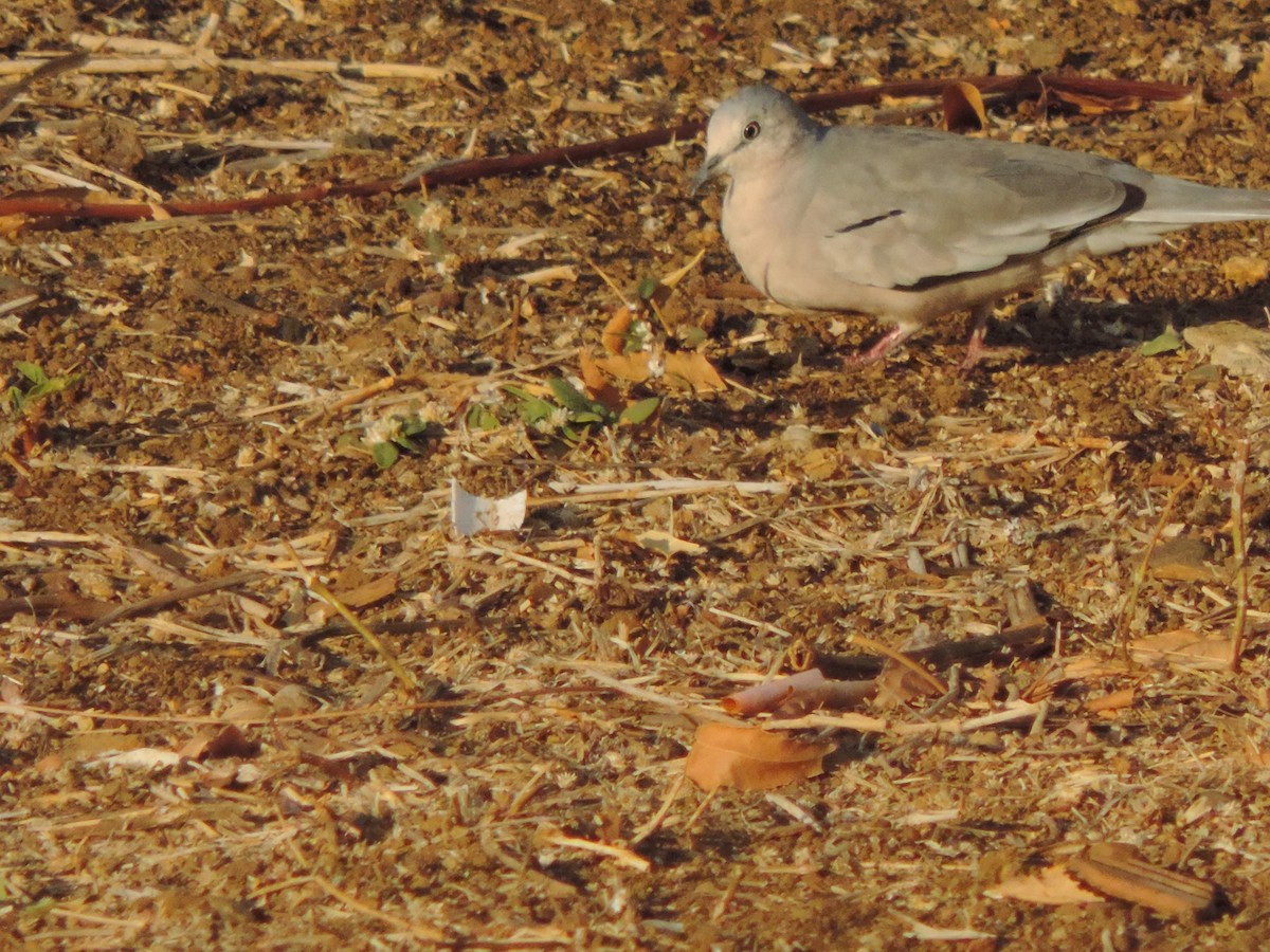 Picui Ground Dove - ML646372463