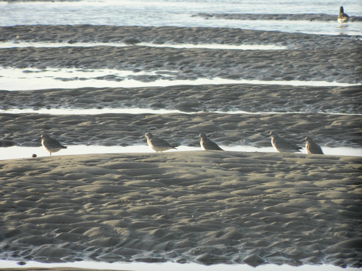 Red Knot - ML646372465