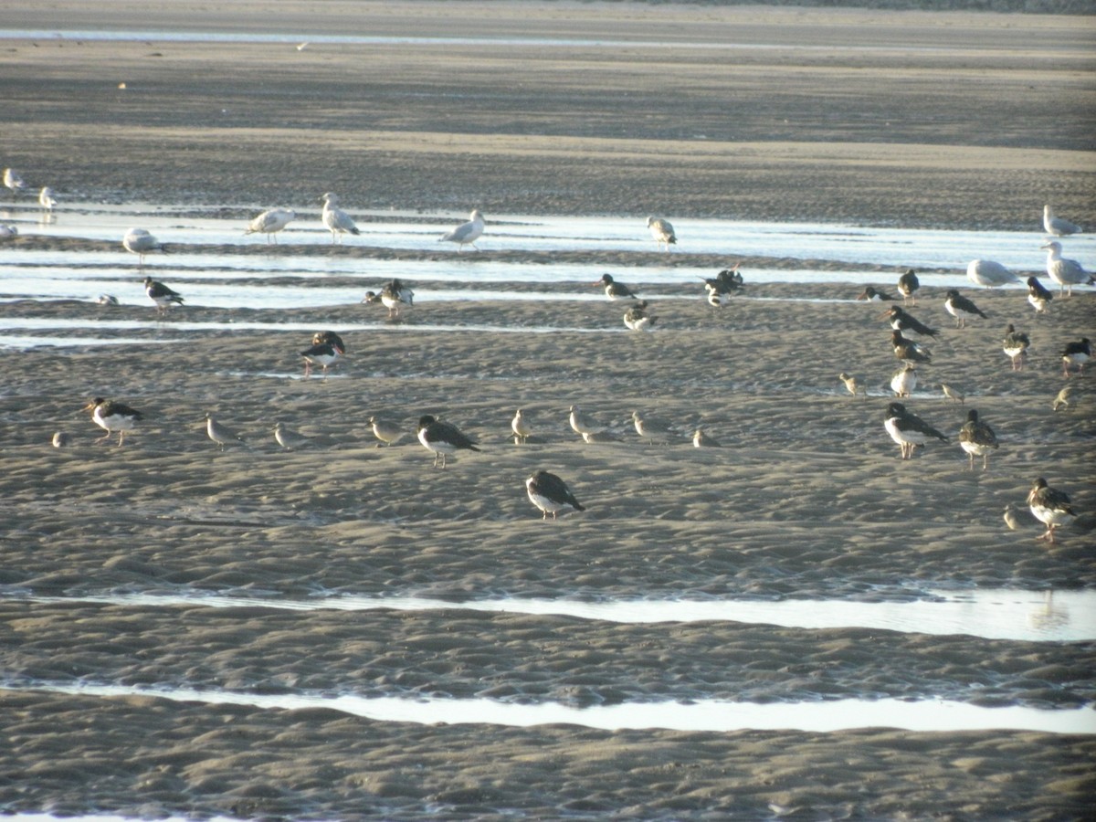 Eurasian Oystercatcher - ML646372468