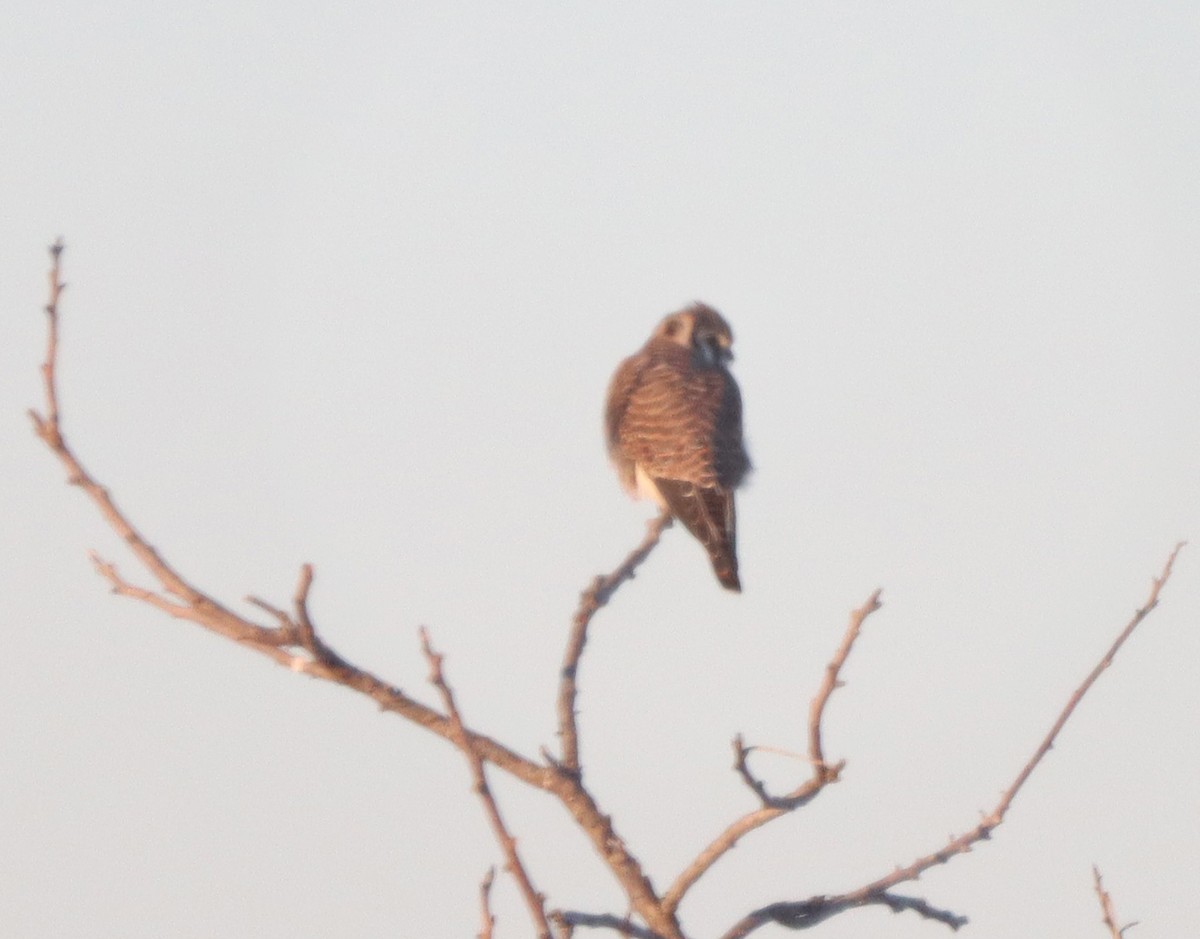American Kestrel - ML646372476