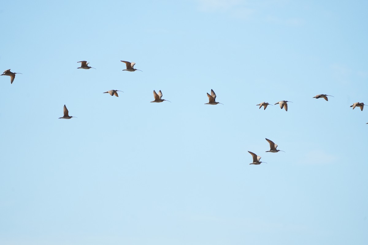 koliha americká - ML646372477