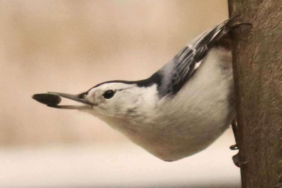 Sittelle à poitrine blanche - ML646372478