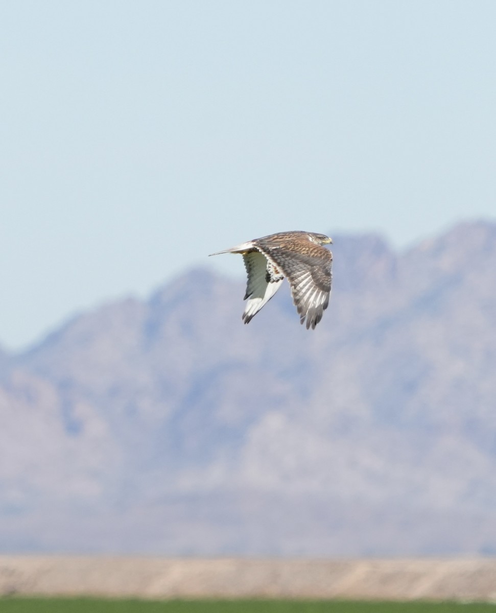 Ferruginous Hawk - ML646372479