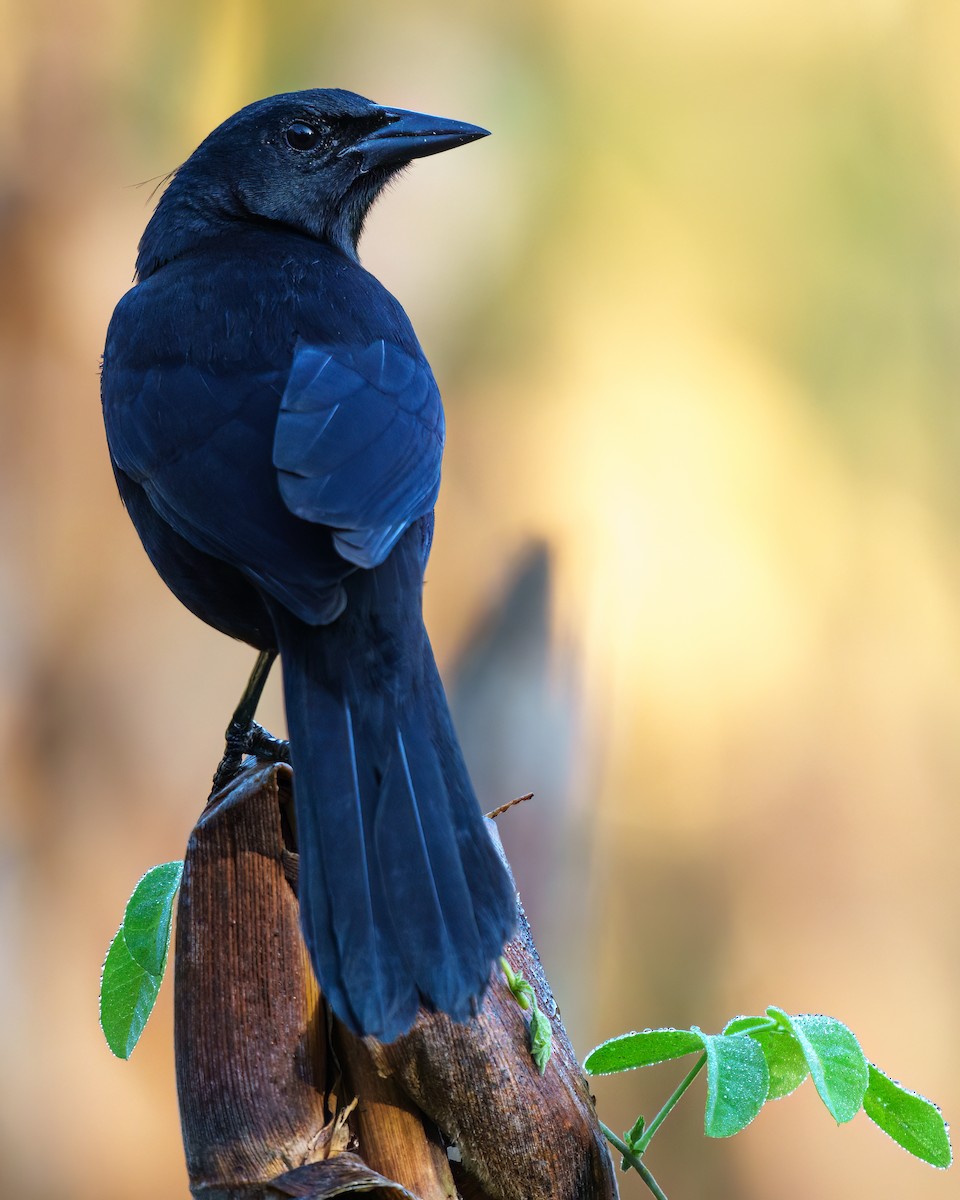 Quiscale chanteur - ML646372480