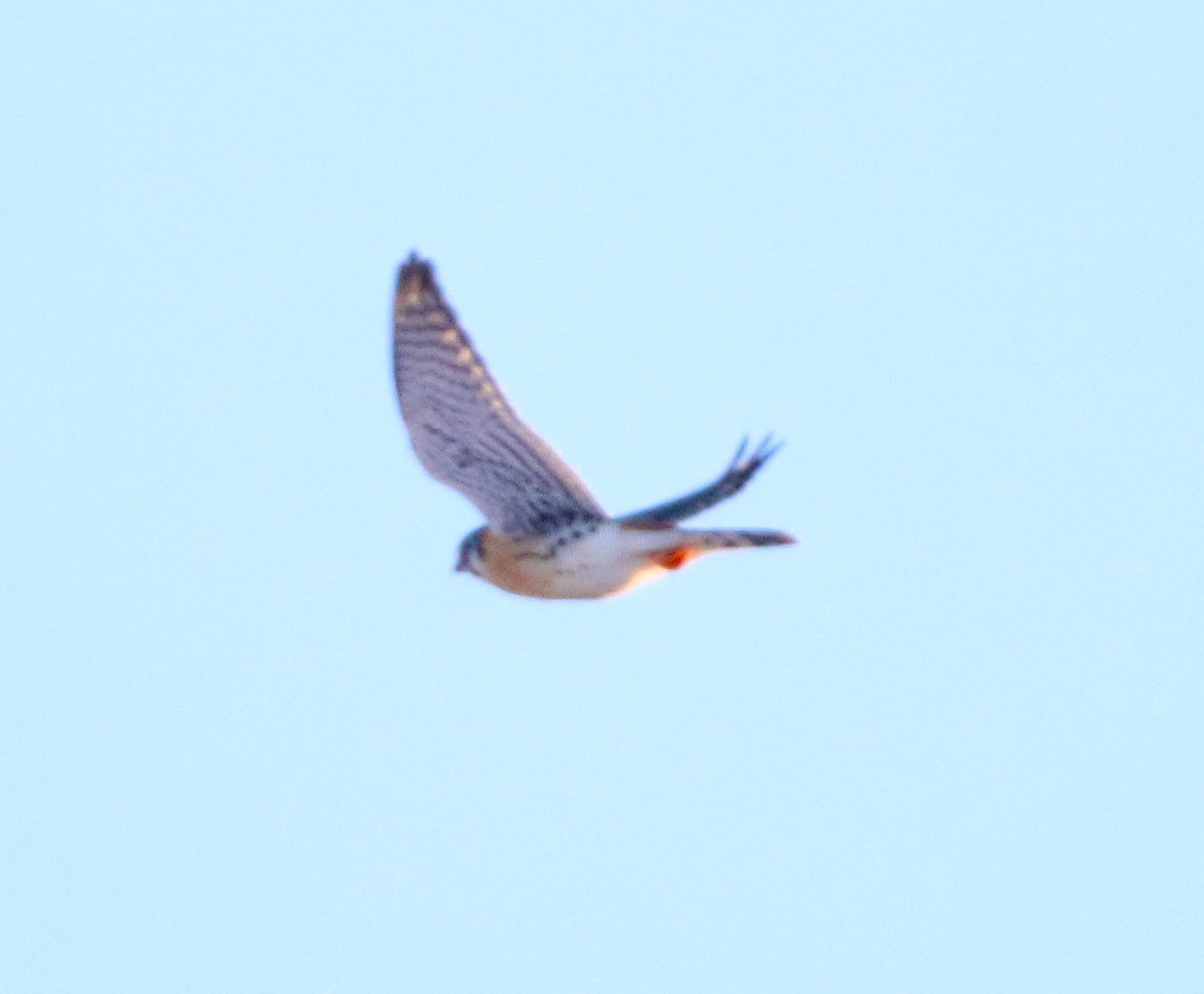 American Kestrel - ML646372481