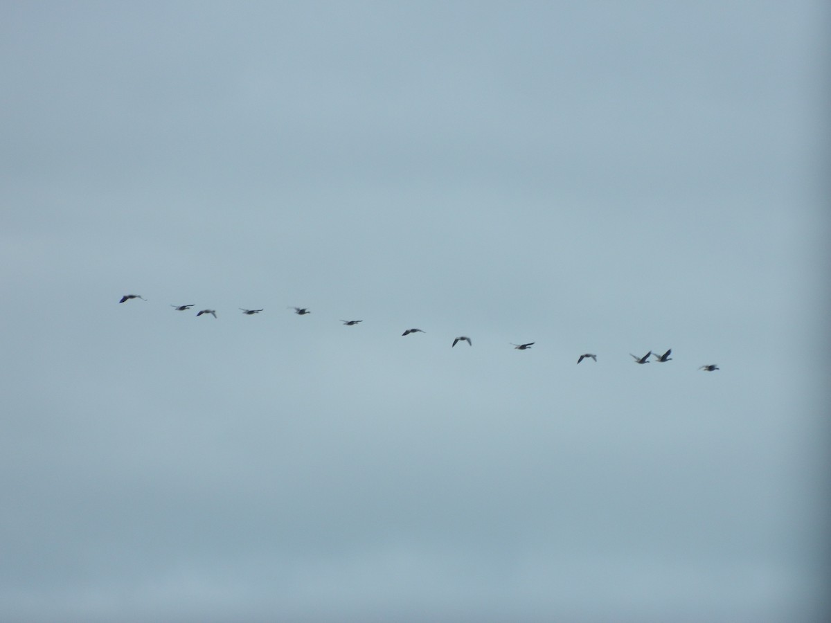Pink-footed Goose - ML646372483