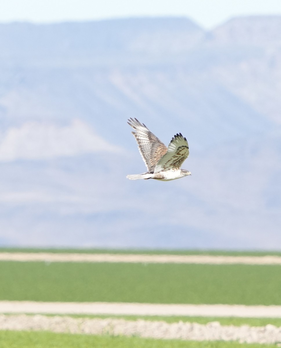 Ferruginous Hawk - ML646372484