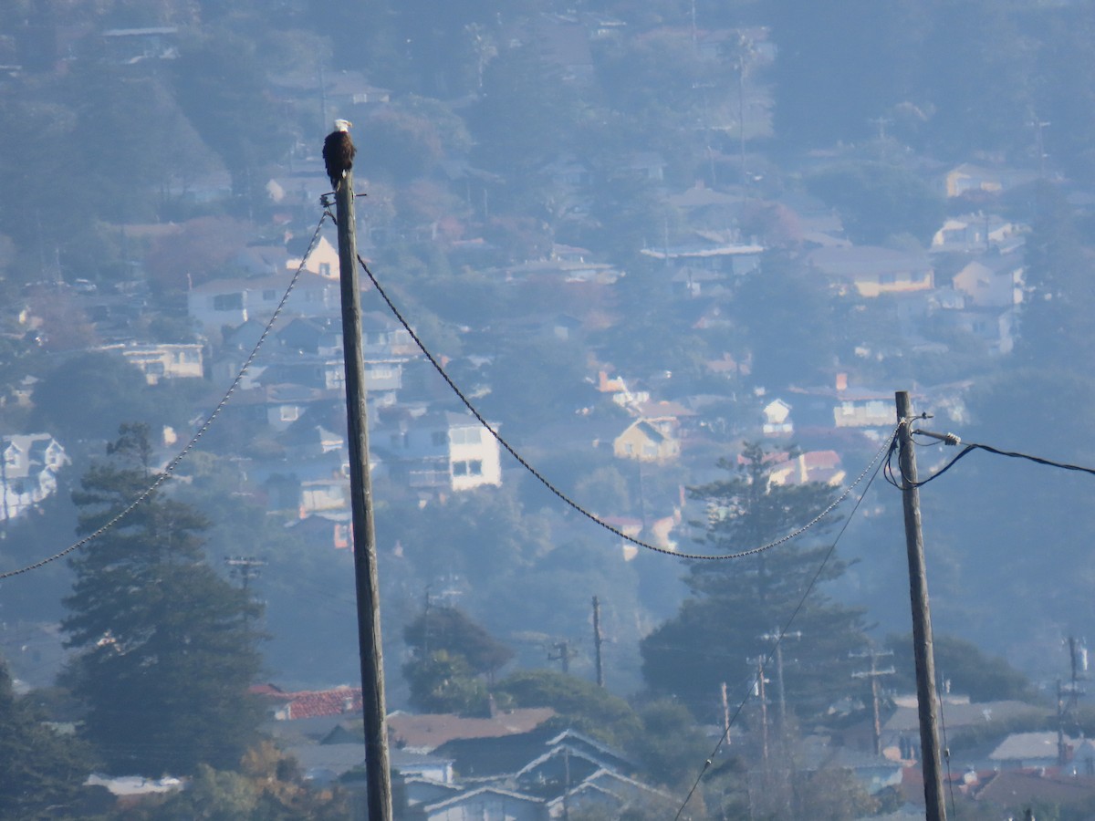 orel bělohlavý - ML646372485