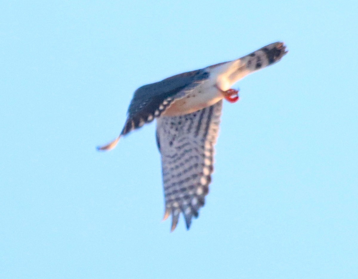 American Kestrel - ML646372487