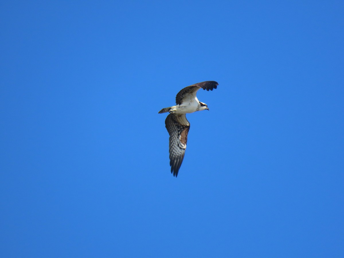 orlovec říční - ML646372488