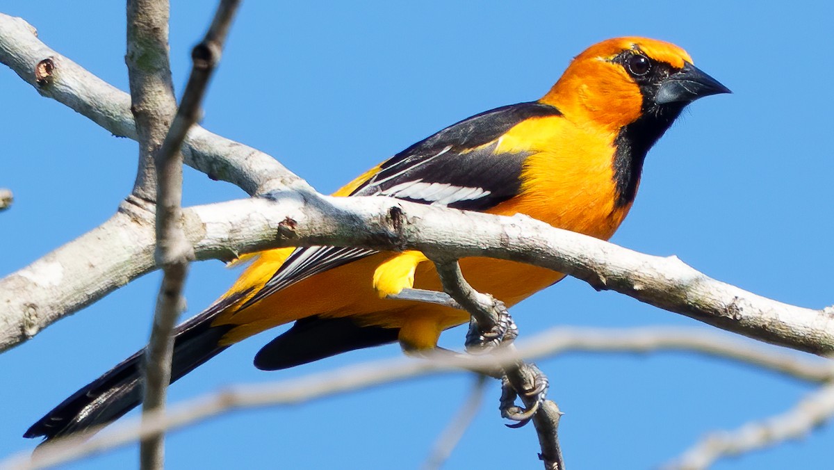 Oriole à gros bec - ML646372489