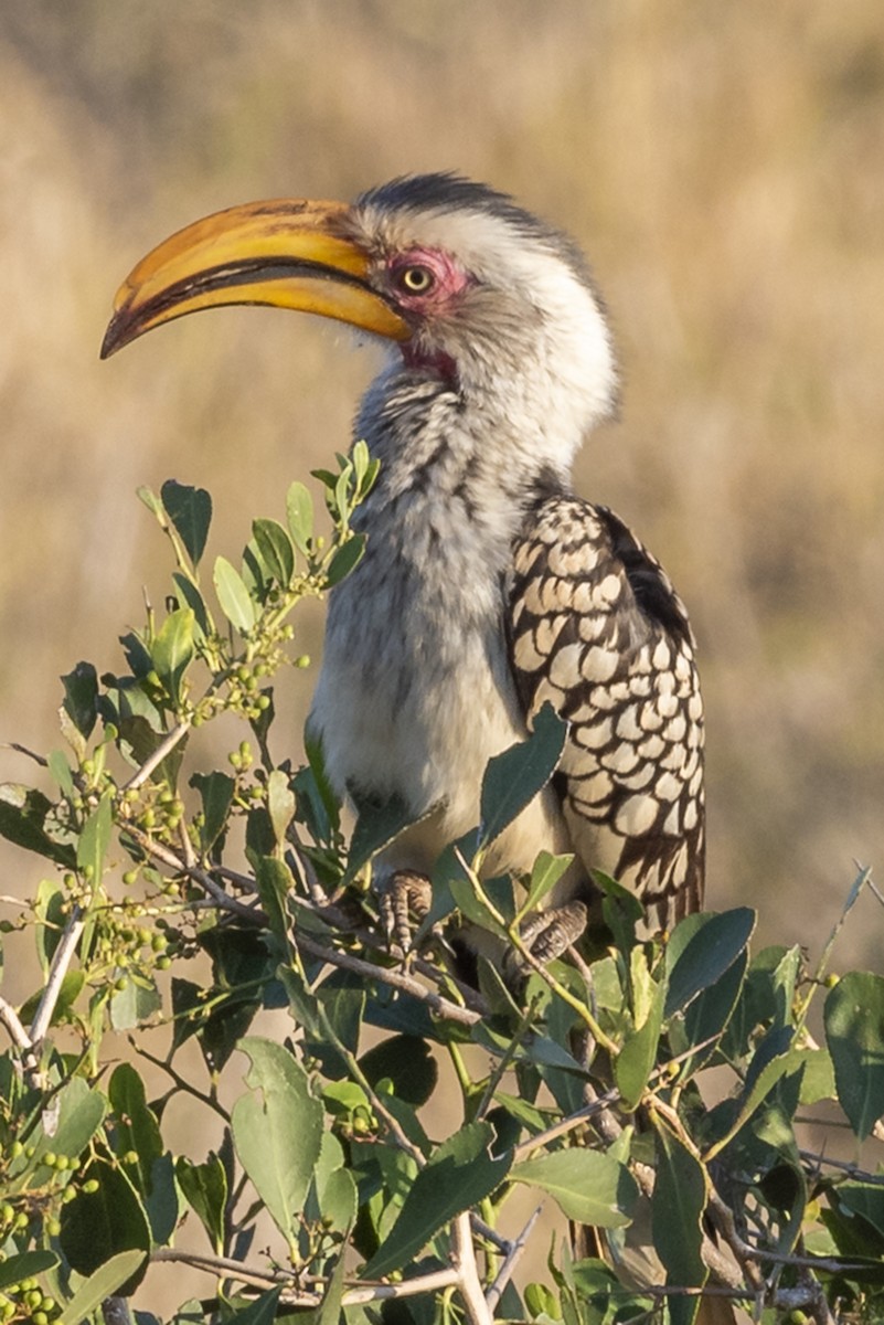 Southern Yellow-billed Hornbill - ML646372490
