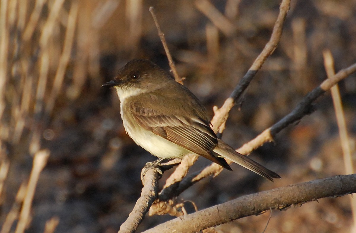 Eastern Phoebe - ML646372491