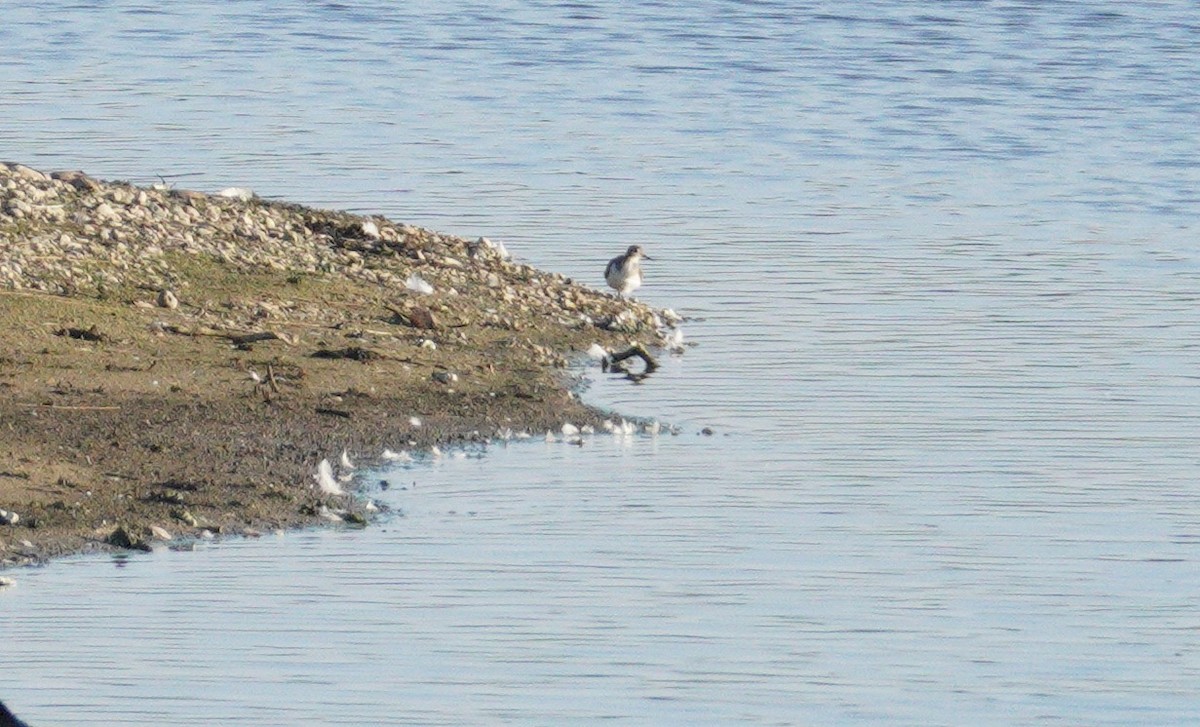 Common Sandpiper - ML646372492
