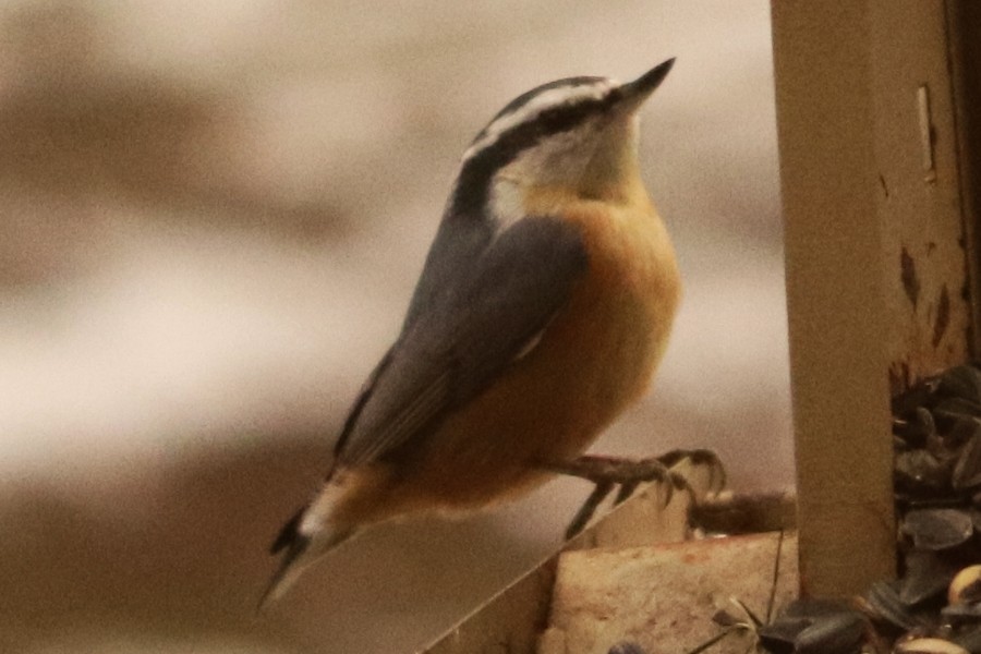 Red-breasted Nuthatch - ML646372494