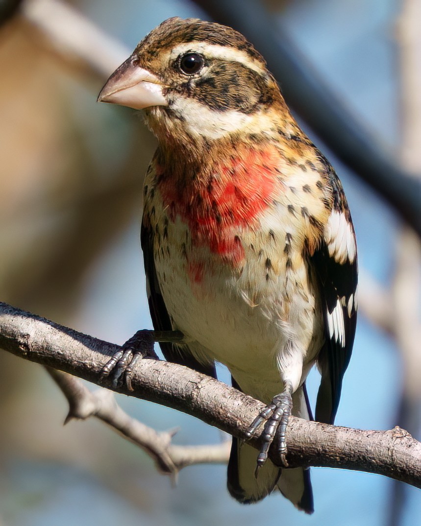 Cardinal à poitrine rose - ML646372495