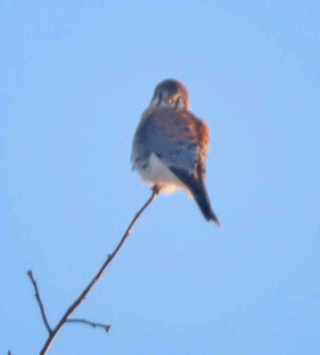 American Kestrel - ML646372496