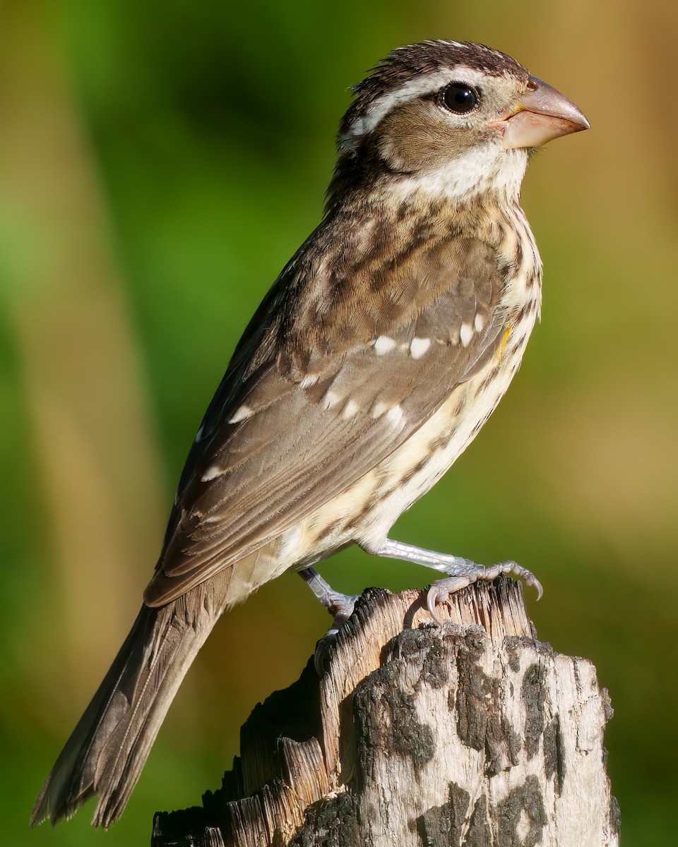 Cardinal à poitrine rose - ML646372497