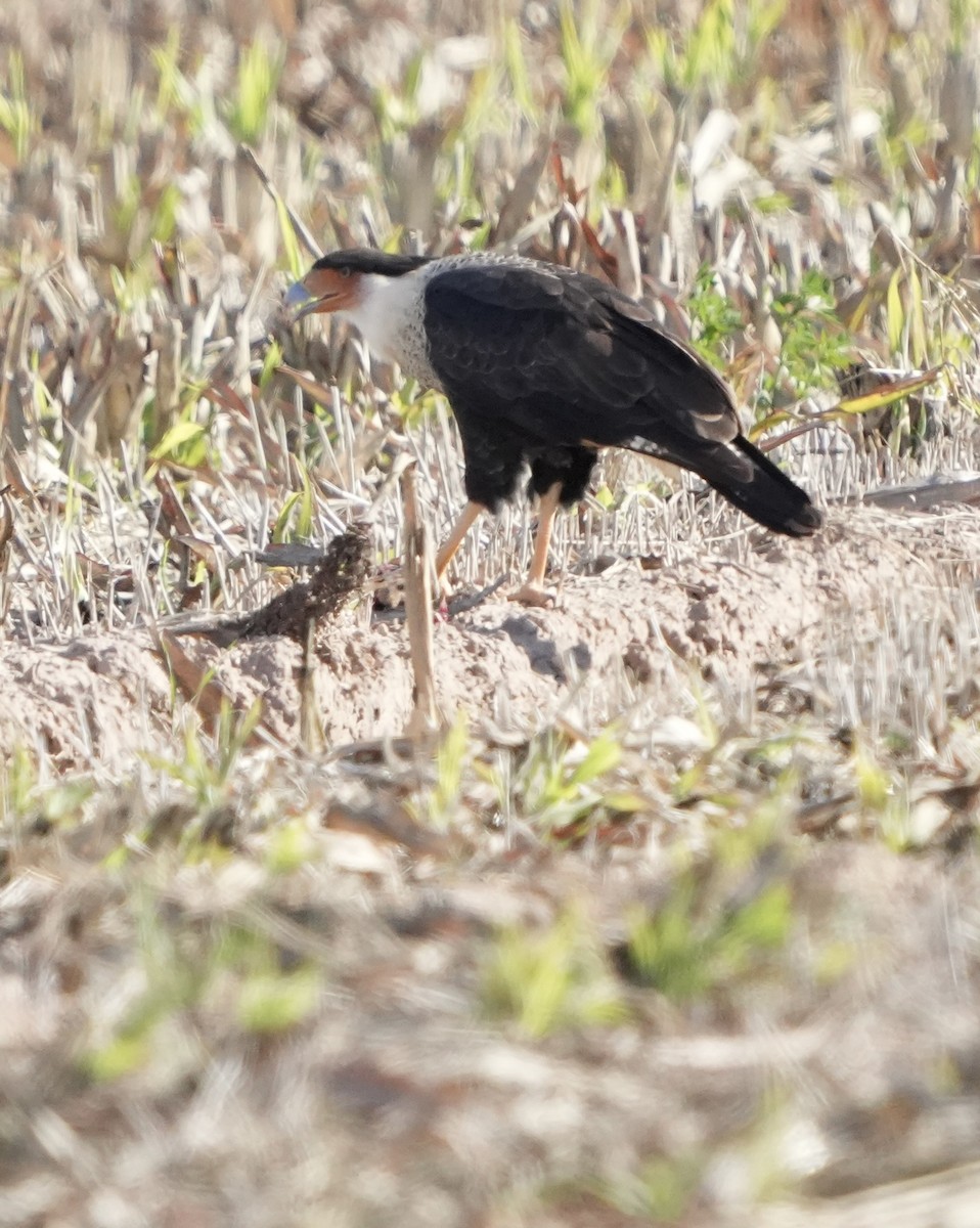 karančo jižní - ML646372498