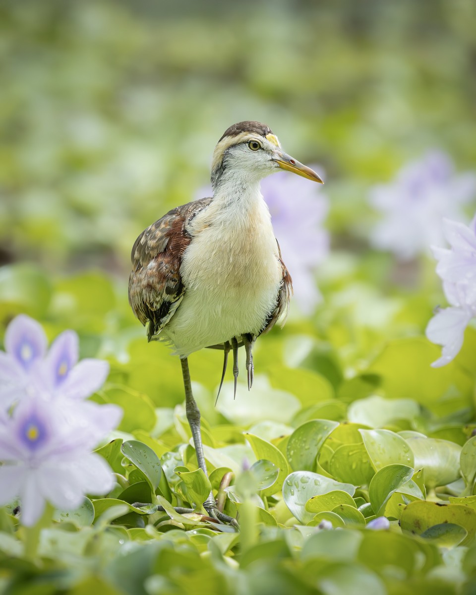 Northern Jacana - ML646372499