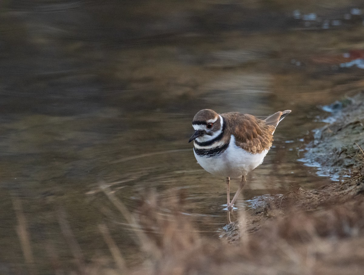 Killdeer - ML646372500