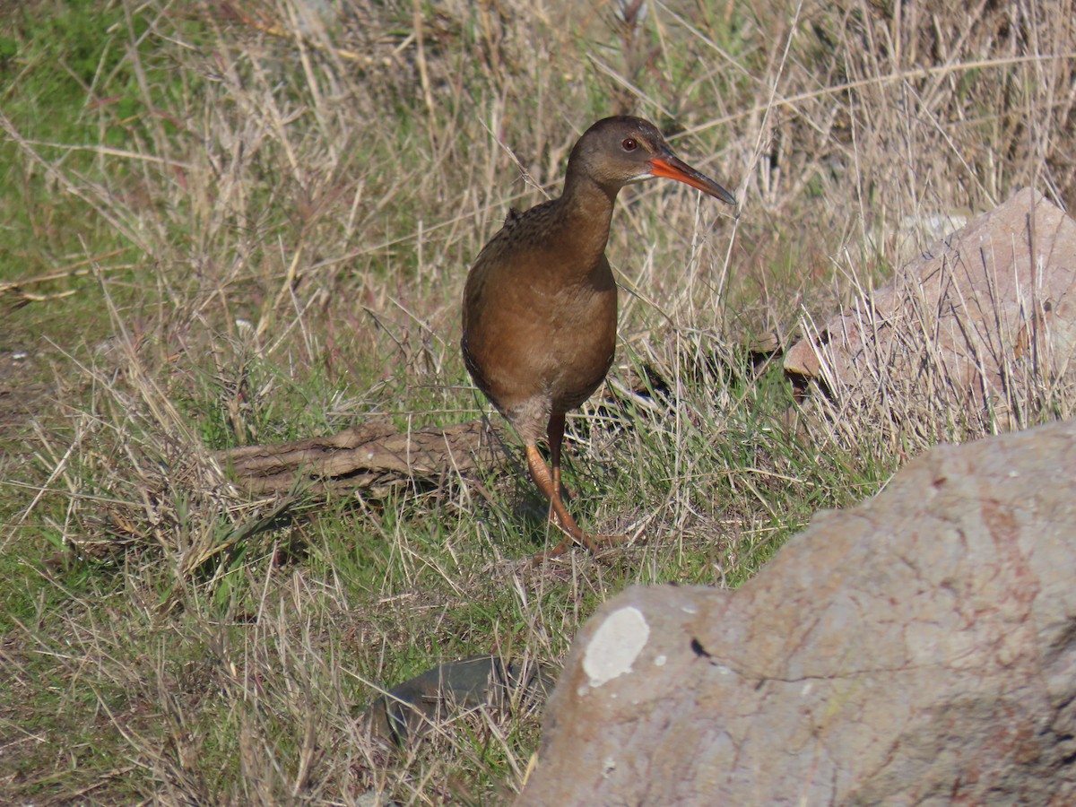 chřástal kalifornský (ssp. obsoletus) - ML646372501