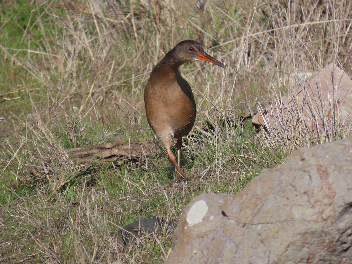 chřástal kalifornský (ssp. obsoletus) - ML646372502