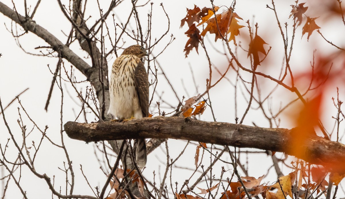 Épervier de Cooper - ML646372504