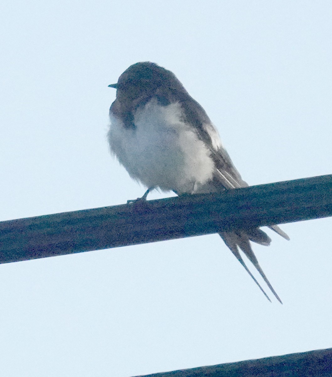 Ластівка сільська - ML646372505