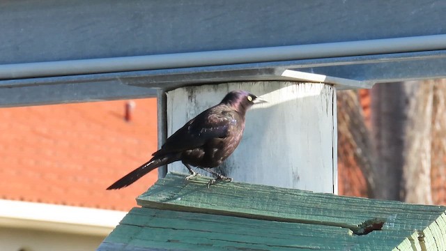 Common Grackle (Florida) - ML646372508